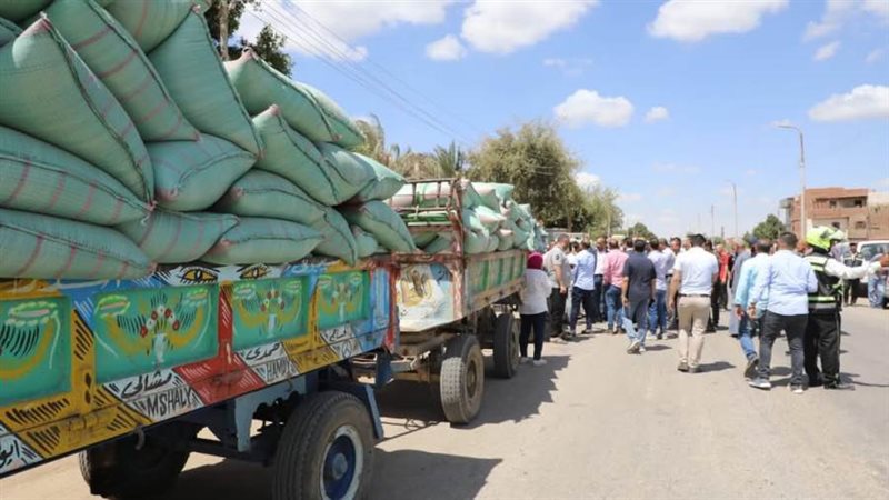 توريد القمح بالمنيا