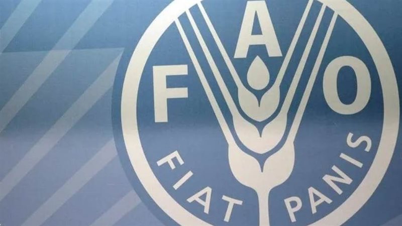 الفاو