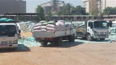 استمرار توافد المزارعين على صوامع وشون أسيوط وتوريد 56 ألف طن 