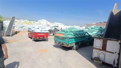 على الرغم من قرب انتهاء الموسم.. انتظام توريد القمح في شون وصوامع البحيرة 