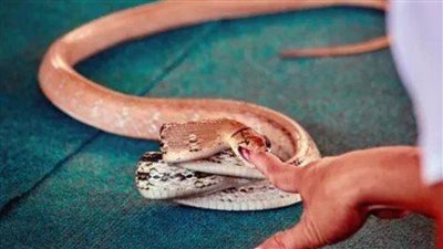 عاجل.. رجل يحقن بـ