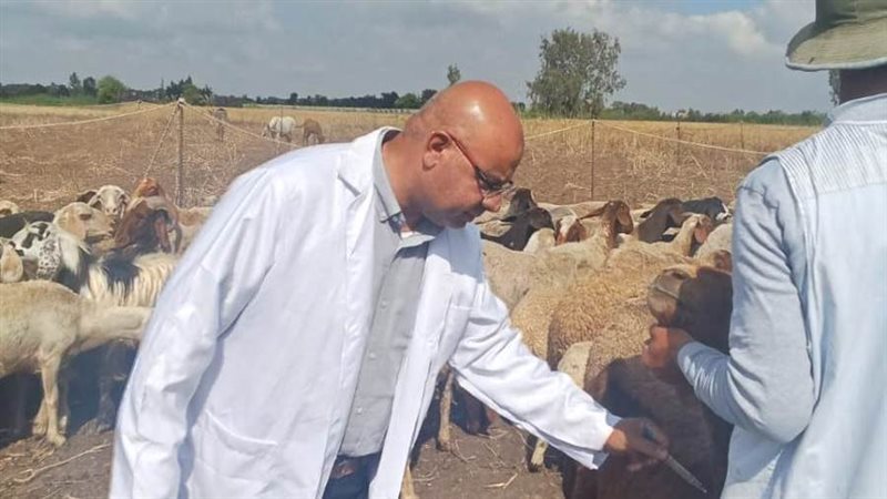 تحصين الماشية