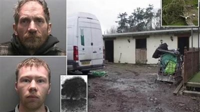 عاجل.. 10 سنوات سجنًا لبريطانيين لقطعهما شجرة