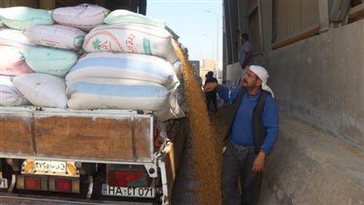 توريد 41 ألف طن قمح لشون وصوامع القليوبية بنسبة86.1 % 