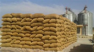 توريد 70 ألف طن قمح إلى شون وصوامع الغربية