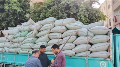 شون وصوامع المنيا تستقبل 249 ألف طن من القمح