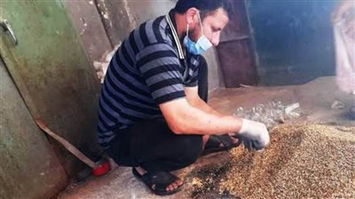 تعرف على موعد إطلاق حملة مكافحة القوارض بمدن ومراكز البحيرة