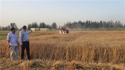 شاهد.. وسط فرحة عارمة.. بدء حصاد الذهب الأصفر بمزرعة جامعة دمنهور بالبستان