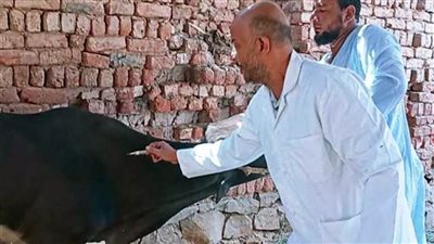 بيطرى أسوان: تحصين 40 ألف رأس من الماشية