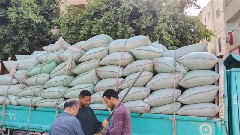 توريد القمح بالمنيا