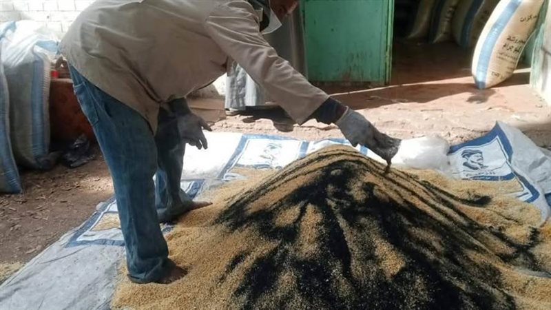 حملة مكافحة القوارض