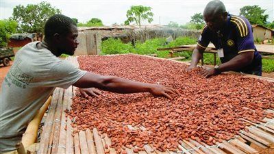 تفاؤل بمحصول وفير للكاكاو في كوت ديفوار بعد أمطار غزيرة