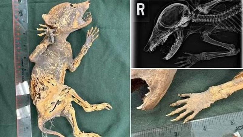 مخلوق محنط مجهول