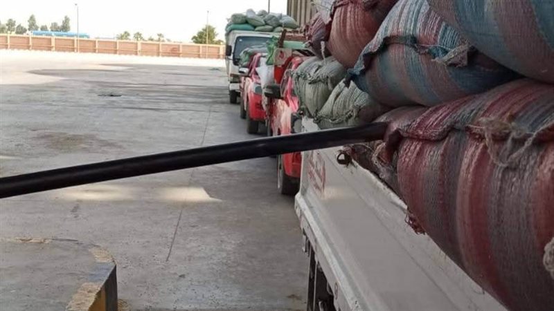 توريد محصول القمح