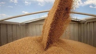 توريد 110 آلاف طن قمح إلى شون وصوامع الغربية
