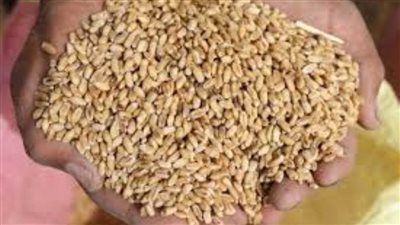 توريد 118 ألف طن قمح إلى شون وصوامع الغربية