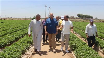 محافظ القليوبية يتفقد مزرعة فراولة في ميت كنانة بطوخ