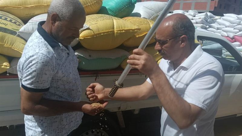 متابعة توريد القمح