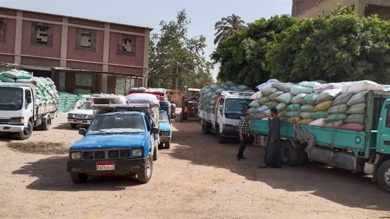 توريد محصول القمح