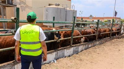 الاستعداد لذبح 55 عجلاً بلديًا خلال أيام التشريق في 4 مجازر بمحافظة المنيا