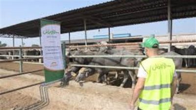 تيسيرًا على المضحين.. هل يجوز شراء صك الأضحية بالتقسيط؟