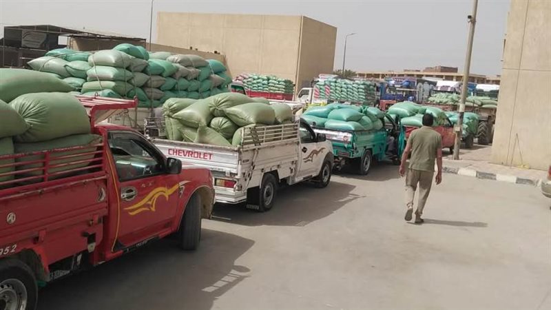 توريد القمح بالمنيا