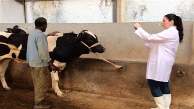 الزراعة: أكثر من 6.8 مليون جرعة لتحصين الماشية ضد الحمى القلاعية والوادي المتصدع