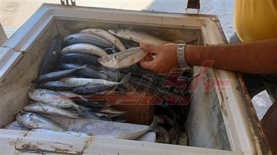 إعدام فسيخ منتهي الصلاحية بكفر الشيخ