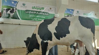 أول أيام عيد الأضحى.. البدء في ذبح 42 أضحية بالمنيا