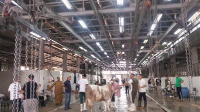 الزراعة: ذبح أكثر من 20 ألف أضحية بالمجازر الحكومية خلال أول يومين لعيد الأضحى المبارك