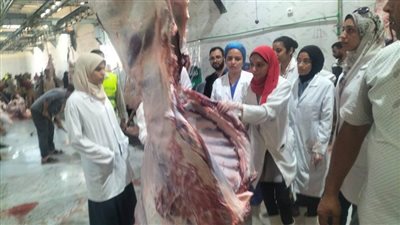 ذبح 320 أضحية بالمجازر الحكومية بأسيوط 