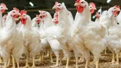 سعر الفراخ البيضاء اليوم وكرتونة البيض