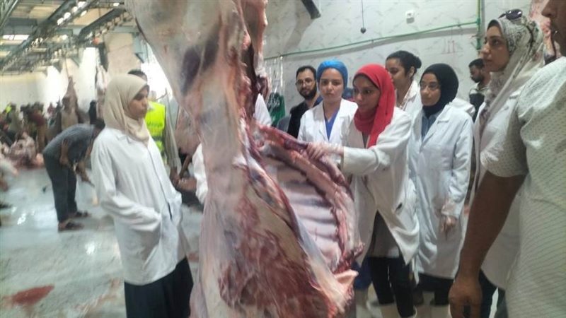 ذبح الأضاحي بأسيوط