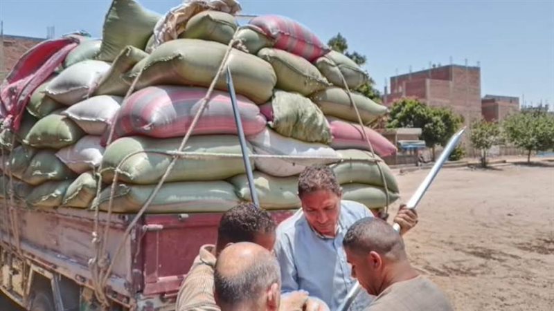 توريد القمح بالمنيا