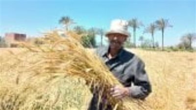 177 ألف طن قمح بسوهاج.. موسم استثنائي يعكس وعي المزارعين ودعمهم للاقتصاد الوطني