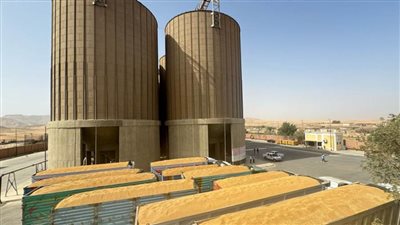 شون وصوامع الغربية تتسلم 145 ألف طن قمح منذ بدء موسم التوريد