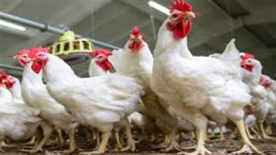سعر الفراخ البيضاء اليوم بعد الارتفاع الجديد.. وبورصة الدواجن الرئيسية 