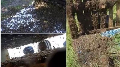  تحذير عاجل للبريطانيين بشأن تدفق النحل