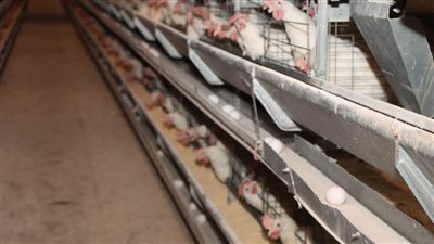 سكرتير بني سويف يتفقد مشروعات الدواجن ويطمئن على توافر أرصدة العلف