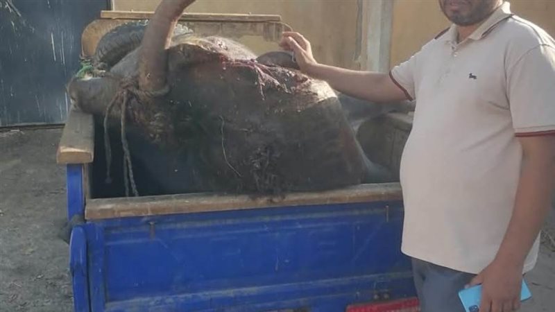 ضبط عجل نافق ومذبوح