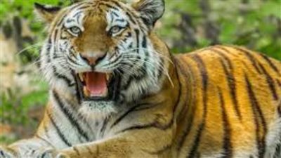 دعوى قضائية بوقف استخدام الحيوانات المفترسة في عروض السيرك 