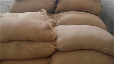 استمرار أعمال توريد القمح بتوريد 511 ألف طن منذ بدء الموسم بالمنيا