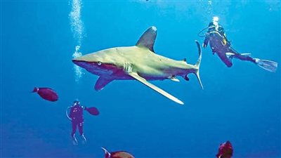 مستشار محافظ البحر الأحمر: تتبع القروش بالأقمار الصناعية لحماية الشواطئ