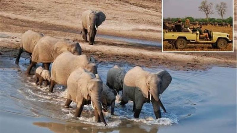 سحائتان قتلمهما فيل