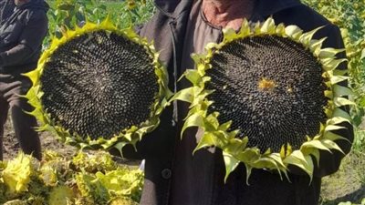 الإسماعيلية تواصل التوسع في زراعة عباد الشمس ضمن خطة طموحة لتعزيز إنتاج المحاصيل الزيتية وتحقيق الأمن الغذائي