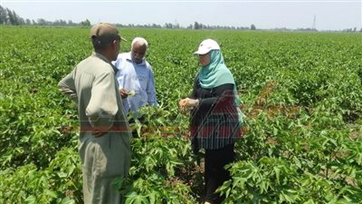 زراعة كفر الشيخ تنفذ ندوات إرشادية لمحصولي القطن والأرز 