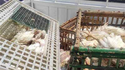 كارثة صحية.. ضبط محل بسوق شعبية يبيع دواجن نافقة ببورسعيد.. صور 