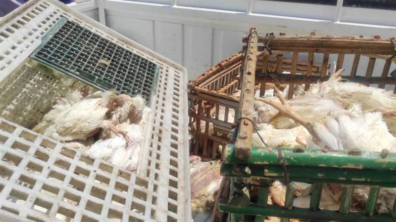 بيع دواجن نافقة للمواطنين