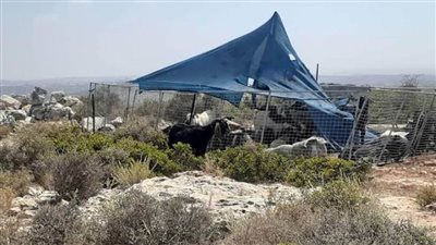 مستوطنون ينصبون خياما على أراضي دير استيا غرب سلفيت