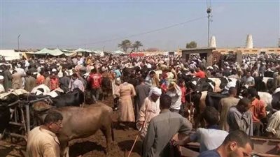 بعد حبس المستأجر لقيامه بالتزوير.. تشغيل سوق دمنهور العمومي للماشية بدمنهور 